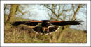 Harris Hawk in Flight